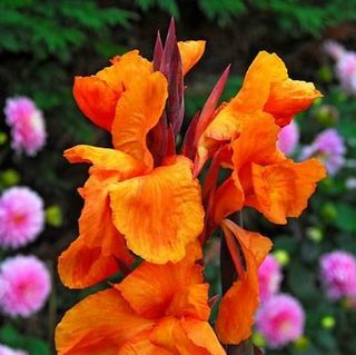 Canna " Wyoming"