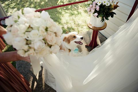 Σκύλος στη δεξίωση γάμου