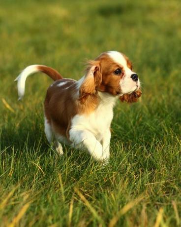 κουτάβι καβαλιέ king charles spaniel στο γρασίδι