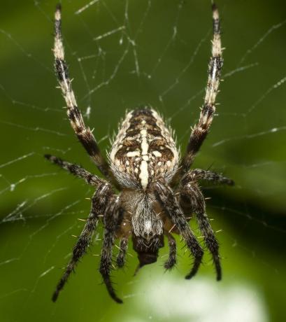 uk spiders – ευρωπαϊκή αράχνη κήπου