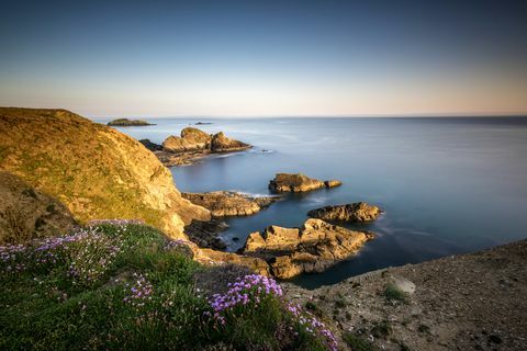 Άγρια λουλούδια στους βράχους του ποταμού Pembrokeshire στο Nine Wells κοντά στο St Davids της Ουαλίας