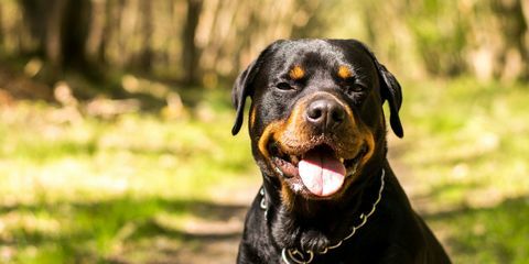 σκύλος rottweiler