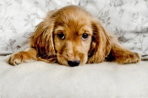 Cute Cocker Spaniel Puppy