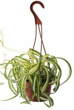 Curly Spider Plant, καλάθι 8 ιντσών