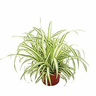 Ocean Spider Plant Variegated - 6'' από την California Tropicals