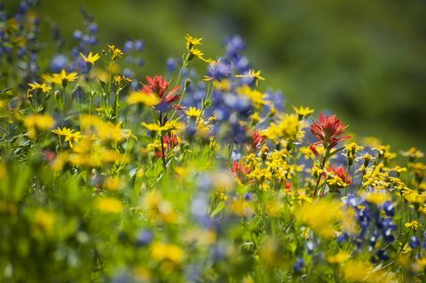 Πώς Wildflowers μπορεί να μειώσει τη χρήση φυτοφαρμάκων
