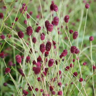 Sanguisorba " Tanna"