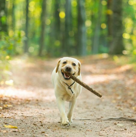 εικόνα κινηματογραφήσεων σε πρώτο πλάνο ενός κίτρινου σκύλου λαμπραντόρ ριτρίβερ που κουβαλά ένα ραβδί στο δάσος