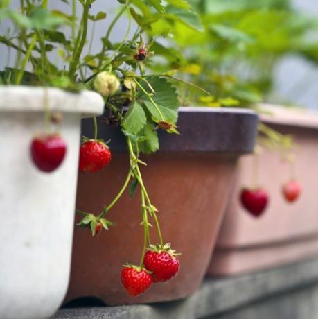 καλλιεργούν φρούτα και λαχανικά σε γλάστρες φράουλες