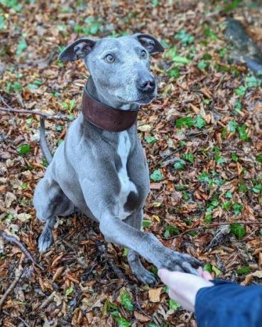 Το rescue dog bronco χρειάζεται νέους ιδιοκτήτες