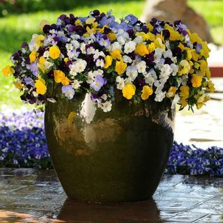 Pansy Cool Wave - Easyplanter για γλάστρες Patio