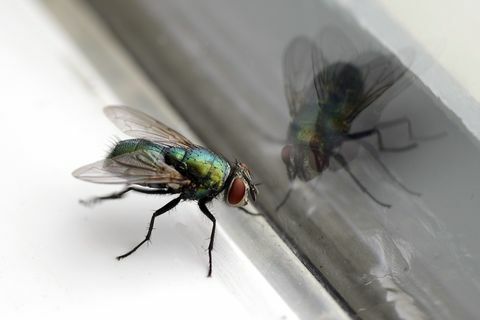 House Fly & Glass Απόκριση Closeup