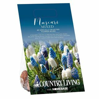 Μικτές βολβοί λουλουδιών Country Living Muscari