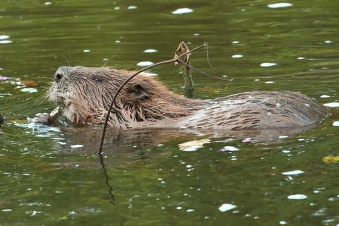 Beaver κολύμπι έξω