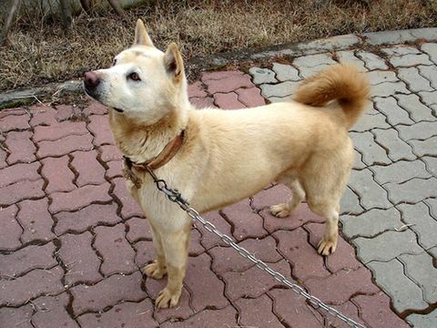 σκύλος jindo