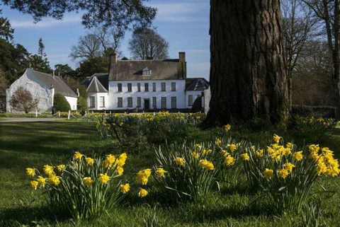 Νάρκισσους στο Springhill National Trust © Bernie Brown