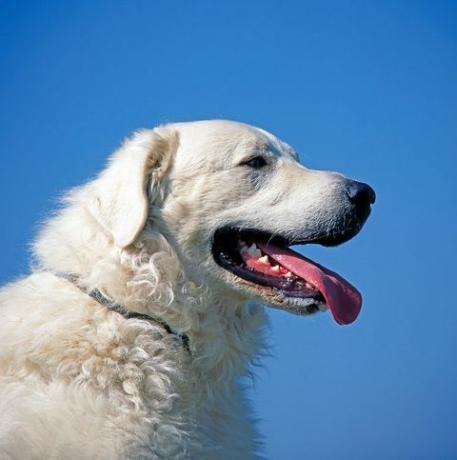 kuvasz