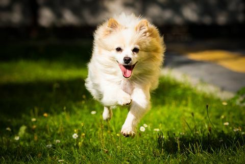 λευκό σκυλί pomeranian που τρέχει στο χωράφι