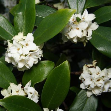 Daphne 'Odora alba'