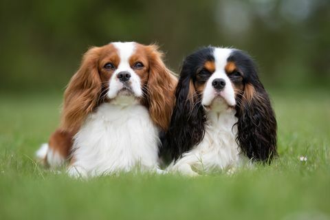 Δύο σκυλιά Cavalier King Charles Spaniel σε εξωτερικούς χώρους στη φύση