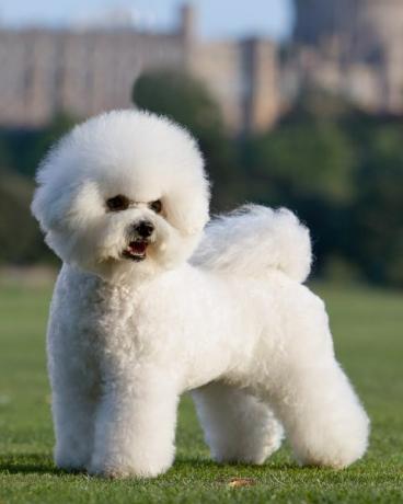 bichon frize