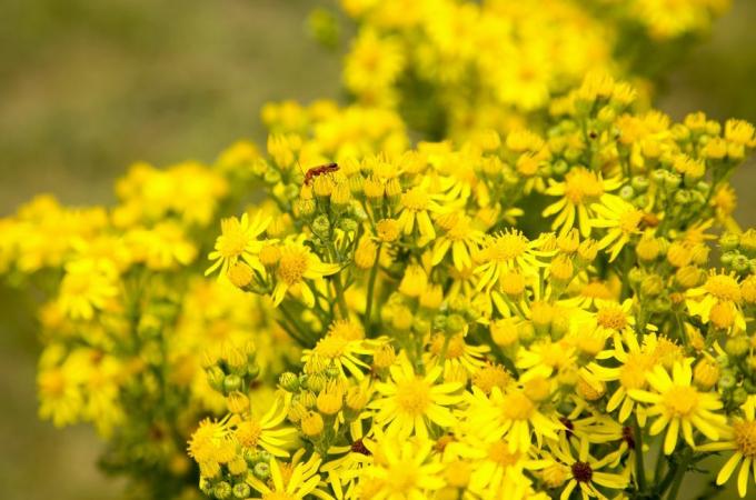 κίτρινα κοινά λουλούδια ragwort, senecio jacobaea l, που αναπτύσσονται σε σάλτσες suffolk, κοντά στο shottisham, suffolk, england, UK photo by geography photosuniversal images group μέσω getty images