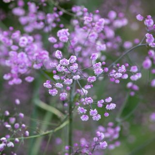 Thalictrum delavayi " Hewitt's Double"