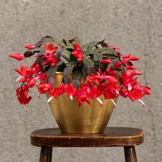 Schlumbergera " Red" 