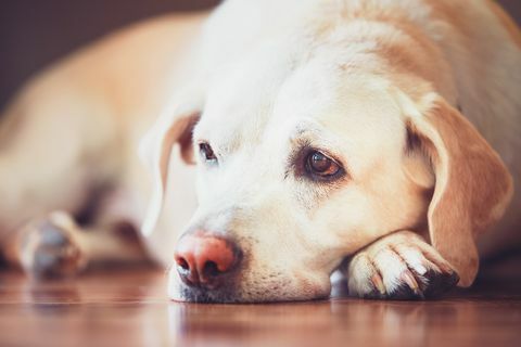 Close-up πορτρέτο του σκύλου που βρίσκεται