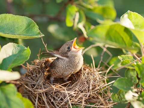 Το RSPB αποκαλύπτει τι πρέπει να κάνετε αν βρείτε στον κήπο σας ένα εγκαταλελειμμένο γκόμενα ή ένα πουλί