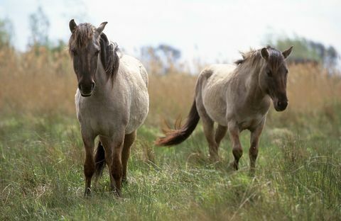 Wicken Fen Konik ponies © Εθνική Trust Εικόνες Paul Harris