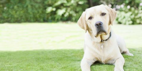 labrador σκύλος στον κήπο