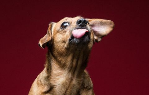 Doxie σκυλί αναμιγνύει το προσωπικό