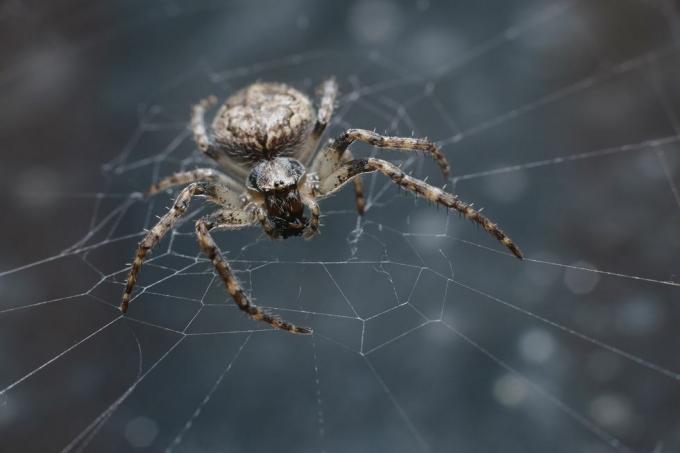 uk spiders – λαβύρινθος αράχνη