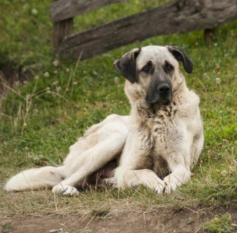 Τούρκος σκύλος φρουρός " kangal"