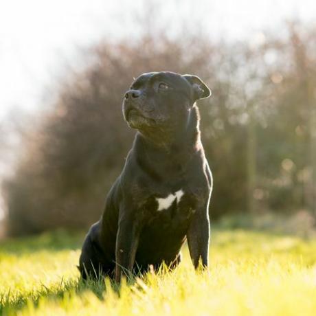 Staffordshire bull terrier