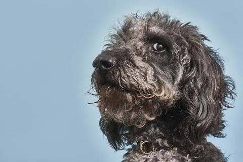 Πορτρέτο του Labradoodle με χιουμοριστική έκφραση