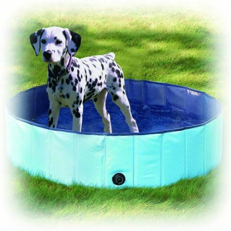 Κωπηλασία σκύλων πισίνα 