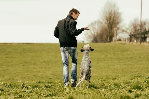 Ενθάρρυνση των κατοικίδιων σκύλων τους βοηθά να είναι καλύτερα στην επίλυση προβλημάτων - Συμβουλές κατάρτισης σκυλιών