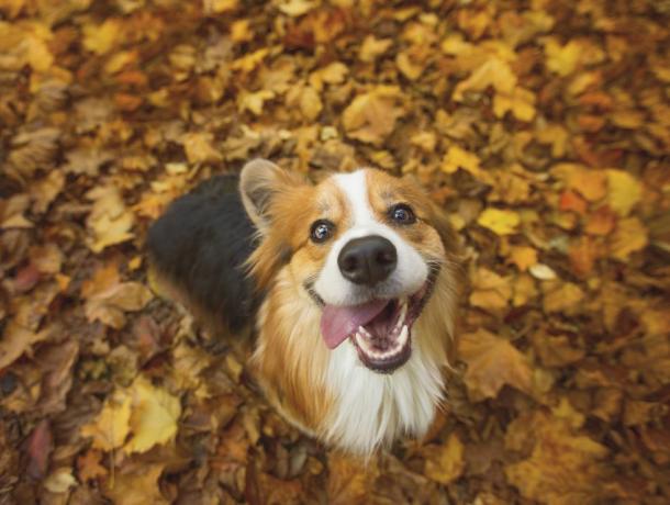 πολύ χαρούμενος μακρυμάλλης, χνουδωτό ουαλικό σκυλί κοργκί που κάθεται σε μερικά ζωηρά φθινοπωρινά φύλλα, με τη γλώσσα του να κρέμεται από την πλευρά του στόματός του με ένα ανόητο χαμόγελο